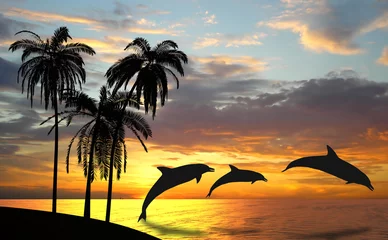 Foto op Plexiglas Dolfijnen in de buurt van Hawaï © TebNad