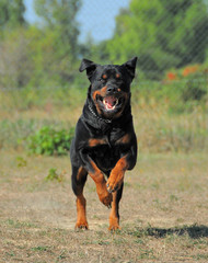 attaque de rottweiler
