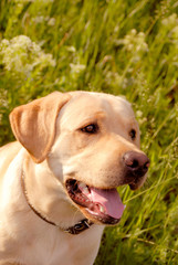 portrait of a dog in park