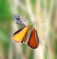 Orange butterfly on the blade. Russian nature, wilderness world.