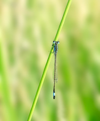 Dragonfly. Russian nature, wilderness world.