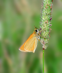 Obraz premium Butterfly on the grass. Russian nature, wilderness world.