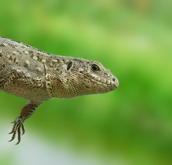 Grey lizard. Russian nature, wilderness world.