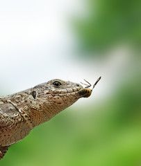 Lizard to fly. Russian nature, wilderness world.