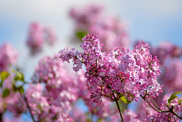 Obraz premium branch of bush of lilac on background of blue sky