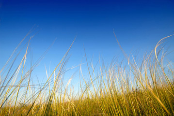 feather-grass steppe,  virgin site of  ground, spring