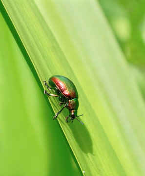 Beetle on the grass. Russian nature, wilderness world.
