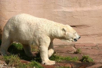 laufender Eisbär