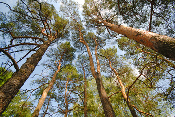 Fototapeta premium tops of pine trees in a wood