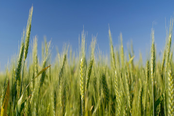 green ear wheat on  background of  sky