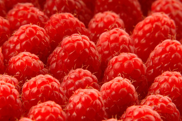 crop red raspberries,  close up