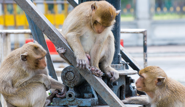 Singes intrigu&eacute;s