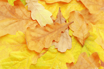 Dry oak leaves background texture