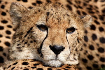 Portrait of a Cheetah - Acinonyx jubatus