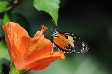 Le papillon et l’hibiscus © Gilles Oster