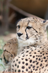 Portrait of a Cheetah - Acinonyx jubatus