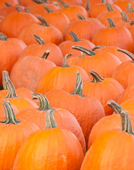 Pumpkings grouped on a farm for the buyers