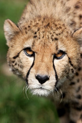 Obraz na płótnie Canvas Portrait of a Cheetah - Acinonyx jubatus