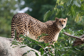 Portrait of a Cheetah - Acinonyx jubatus © Netfalls