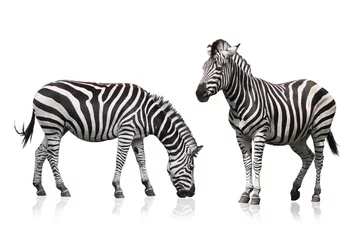 Möbelaufkleber Zebra © MAK
