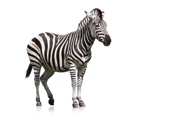 Deurstickers Zebra © MAK