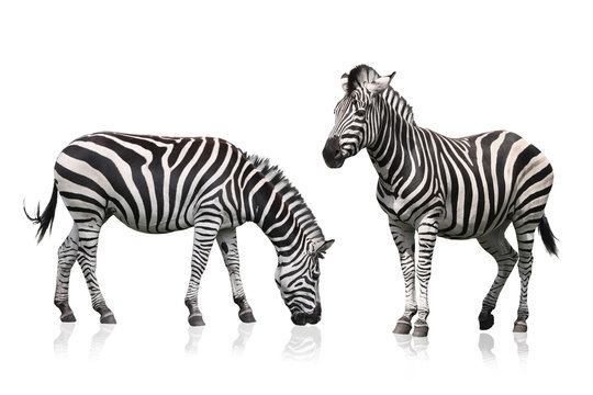 Fototapeta Zebra