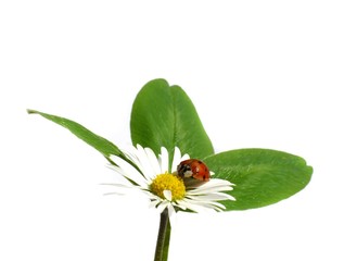 Ladybug on daisy
