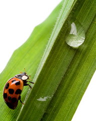 Ladybug on green grass