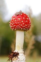 amanita mushroom