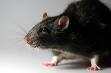 Rattus norvegicus domestica 1