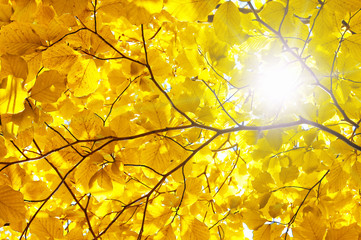 yellow beech leaf and sun