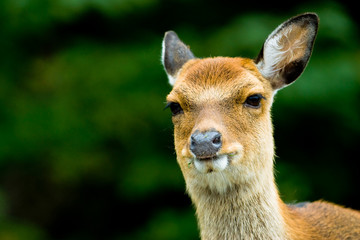 sika deer (lat. Cervus nippon), focus is on the eyes