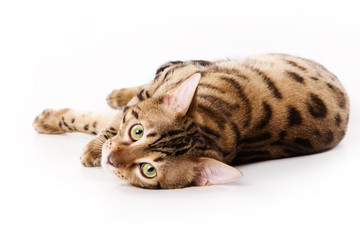 Bengal cat on white background
