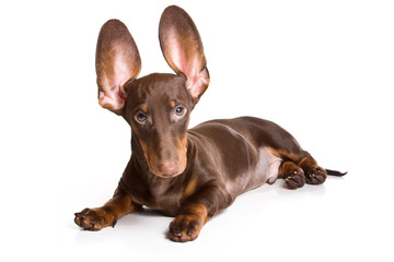 Dachshund puppy on white background