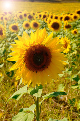 tournesol et energie solaire