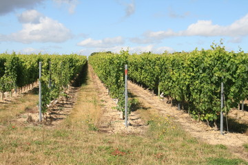 Fototapeta premium Vigne de la loire