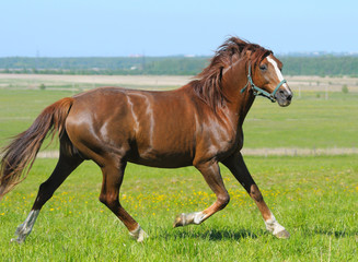 sorrel horse trots in field