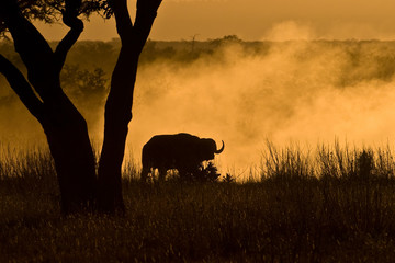 Dusty Baffalo under tree in the African savanna