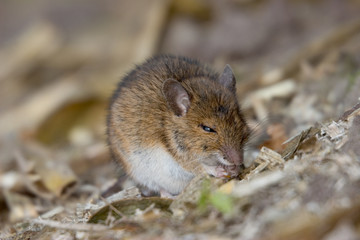 Mouse eating corn in a field