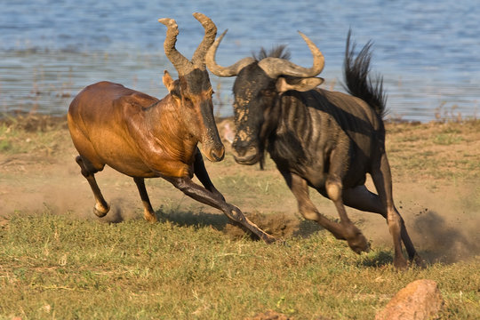 Tsessebe chasing a black Wildebeast with water as background