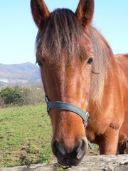 Obraz premium Cheval