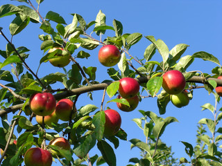 Branch with red apples