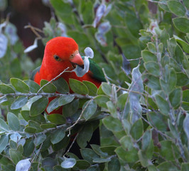 Cheeky male Australian king parrot