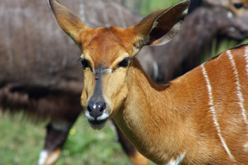 antilope