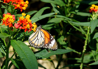 Fototapeta premium 蝶