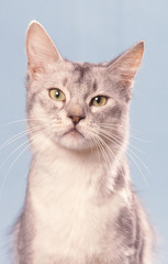 le regad attentif du somali