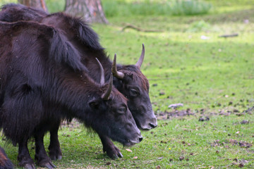 Fototapeta premium yak