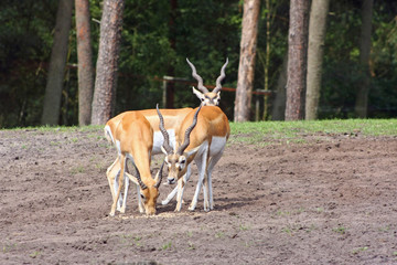 antilope