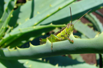 Criquet sur une feuille d'aloe