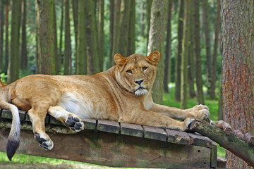 löwe